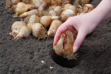 Planting Carlton Daffodil Bulbs